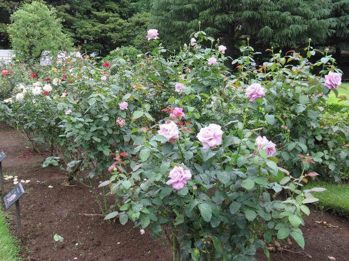 バラ園の様子(6月15日撮影)