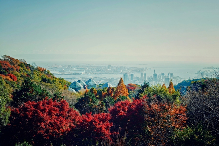 布引の紅葉_11月上旬-12月上旬