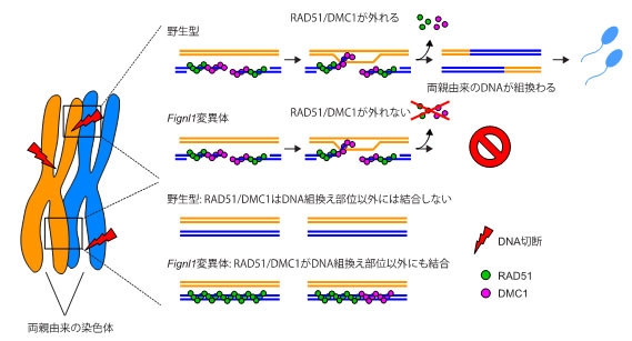 図1 哺乳類の生殖細胞においてRAD51をDNA組換え部位以外から外す仕組み。通常の生殖細胞(野生型)では、DNA組換えの鍵を握るRAD51タンパク質と、同様の機能を持つDMC1タンパク質はDNA組換えが起こる場所(組換え部位)にのみ結合し、両親由来のDNAの組換えと精子形成を促す。一方、FIGNL1タンパク質の欠損細胞(Fignl1変異体)では、RAD51/DMC1タンパク質が組換え部位から適切に外れないのみならず、組換え部位以外にも結合してしまうため、結果的に精子形成がうまくいかない。