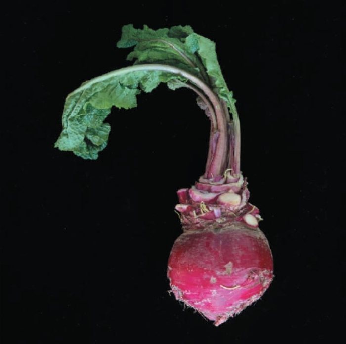 「杉箸アカカンバ」産地である福井県では大根やかぶを「カンバ」、紅かぶらを「アカカンバ」と呼んでいました。ぬか漬けにすると甘くなります。