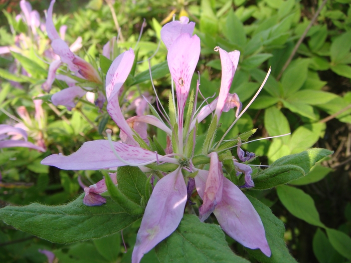 花車(はなぐるま)