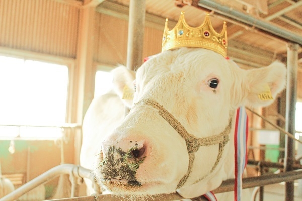 30万票獲得 王冠戴く「すずらん」