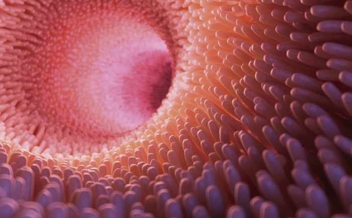 人体は30~40兆個の細胞からできているが、小腸には実に約1000種・100兆個もの腸内細菌がコロニーを成して存在している。これがお花畑のように見えることから「腸内フローラ」と呼ばれる。コロニー1個の面積は約0.4平方ミリ。