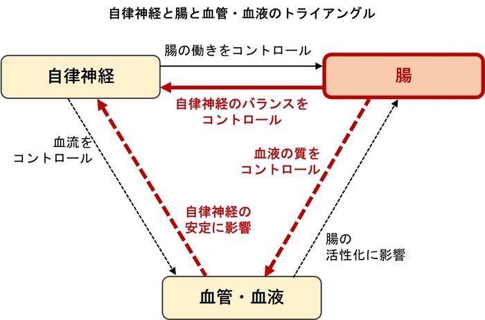 自律神経と腸は相互に影響 自律神経の乱れには腸からのアプローチが有効
