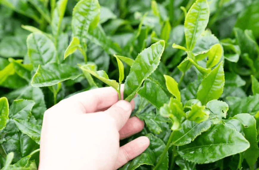 農薬不使用・循環型農業で育てた薩摩知覧碾茶(てんちゃ)