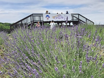 ラベンダーの薫る町で『らんざんラベンダーまつり』を 6月6日から開催。今年は見学料無料！ 華やかなスイーツやオリジナルフードも販売