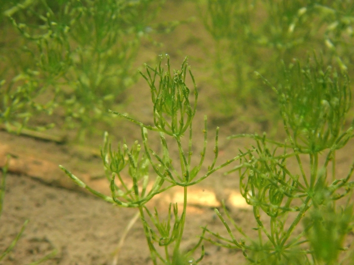 シャジクモ: 環境省レッドリスト 絶滅危惧II類