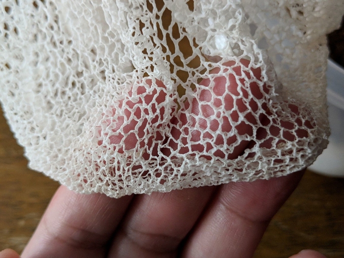 キヌガサタケの魅力的なマント