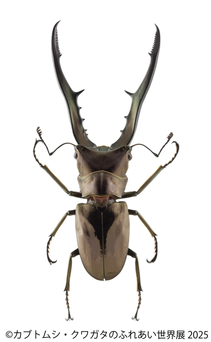 カブトムシ・クワガタのふれあい世界展 展示:メタリフェルホソアカクワガタ