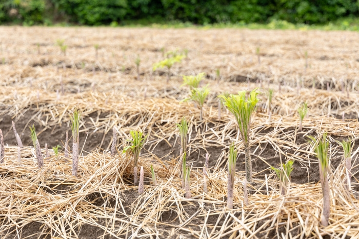 ピンク色の芽が出たこんにゃく芋