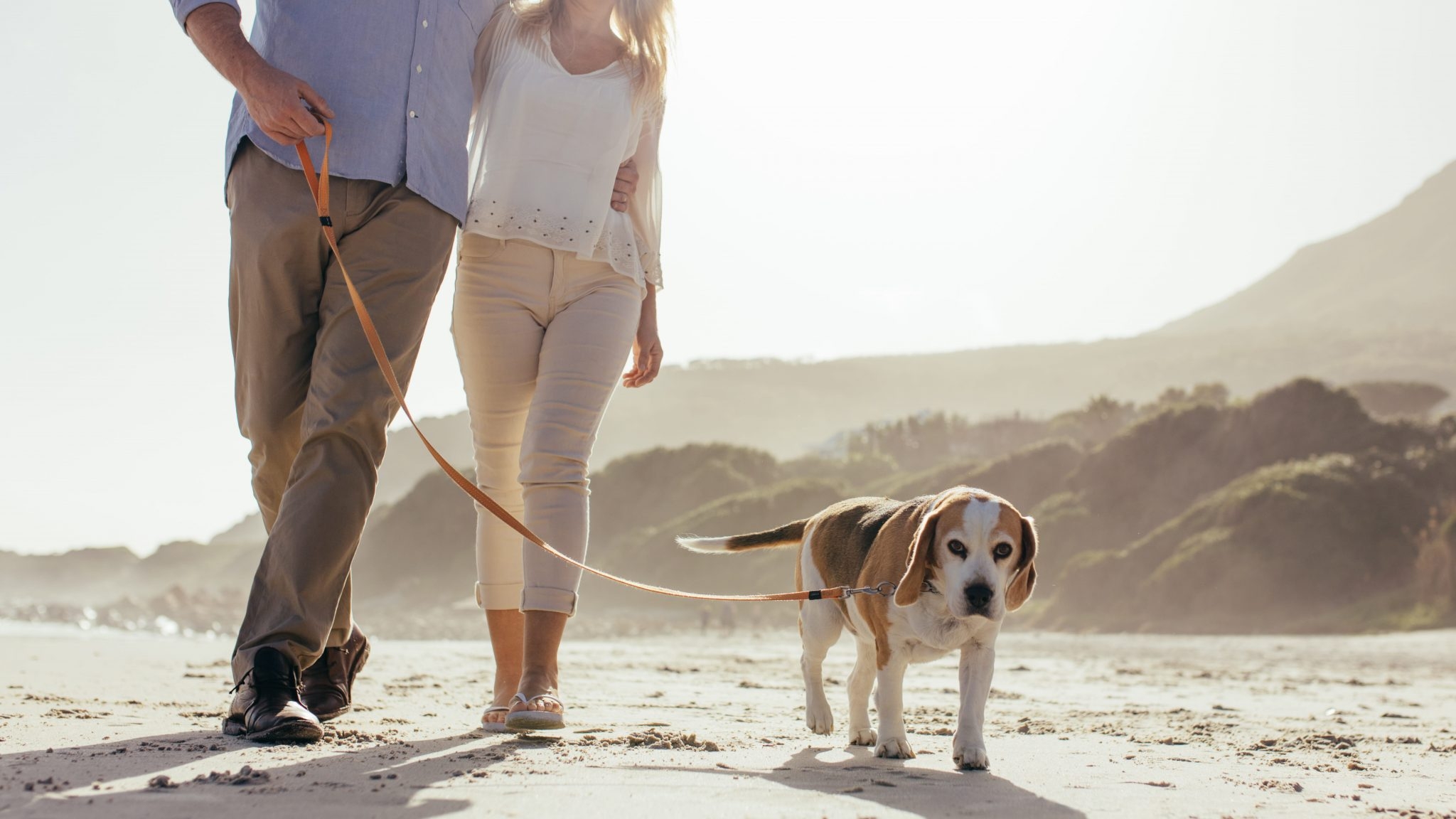 シニア犬はどのくらいのお散歩が必要なのでしょうか?