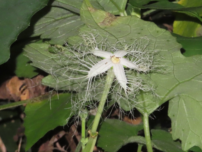 (植物)カラスウリ