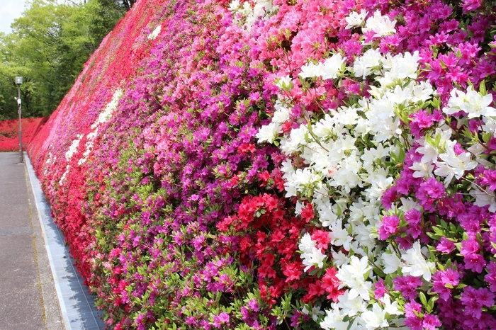 つどいの丘(キリシマツツジ)