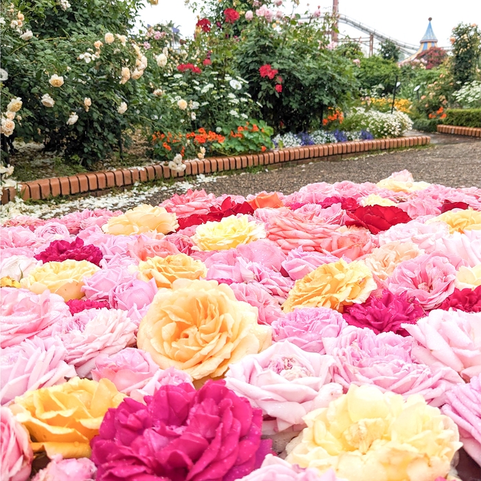 フローティングローズ