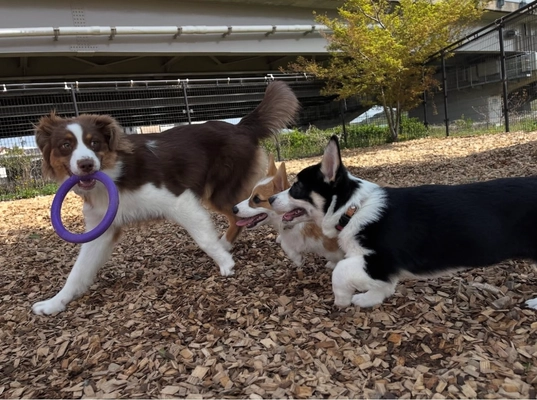 子犬期に特化した“性格づくり”のトレーニング 「問題行動の改善の前にできること」新サービス開始