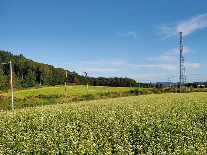 夏の北海道に広がるそば畑 ミツバチにとっては夏から秋にかけての蜜源となる