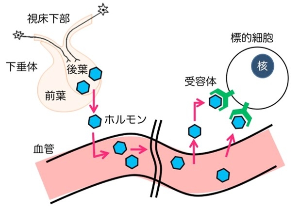 図3.神経内分泌系:視床下部—下垂体後葉系の作用メカニズムを示した模式図です。神経内分泌系では、ホルモンが血流(呼吸—循環器系)を介して作用することが前提となります。