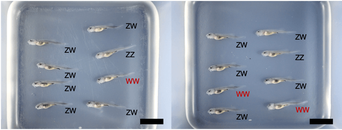 図1:雌性発生により生まれたチョウザメの浮上稚魚(授精後20日齢のベステルF3:ZZ=オス、ZW=メス、WW=超メス、黒棒=10mm)