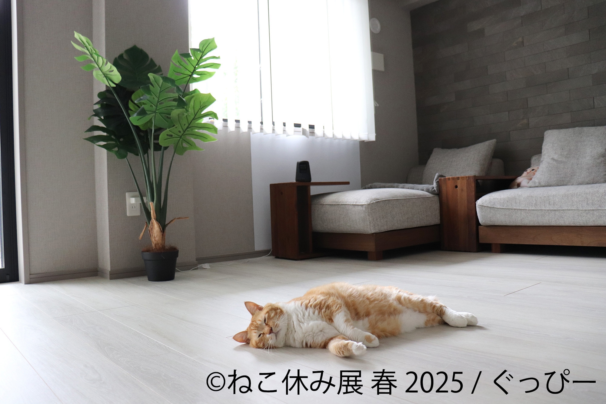 展示作品(5)