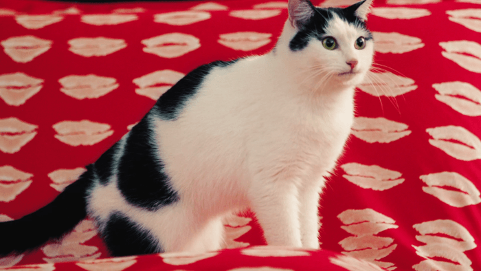 大好評の「とんだ林蘭×リーン・ロゼ」コラボ！ 第2弾は、《見る距離