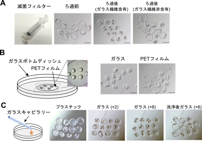 図1 マウス着床前胚に対するガラス器具の影響