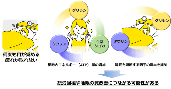 「タウリン、グリシン、生薬シゴカ中の成分が疲労の回復と睡眠の質改善につながる作用を発揮する(イメージ図)」