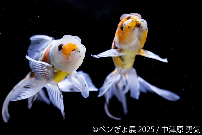金魚 展示作品:中津原勇気(1)