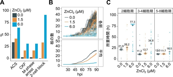 図3 ライブセルイメージングで検出された亜鉛に暴露したマウス胚の異常
