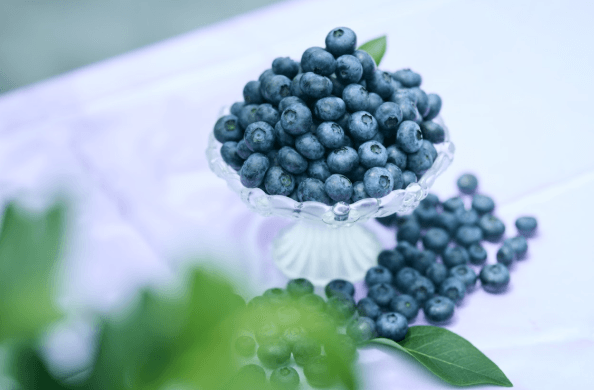 無農薬で大切に育てたブルーベリー
