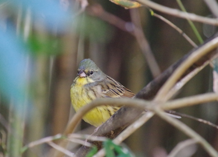 こちらはアオジ。木々の間だと黄色が案外目立ちません