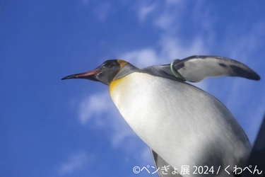 一瞬の美を切り取った“ペンギン×金魚”納涼アートが集結 　「ペンぎょ展」6/28(金)～開催、数量限定の来場者特典も！
