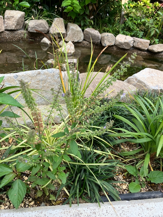 ミゾコウジュ: 環境省レッドリスト 準絶滅危惧