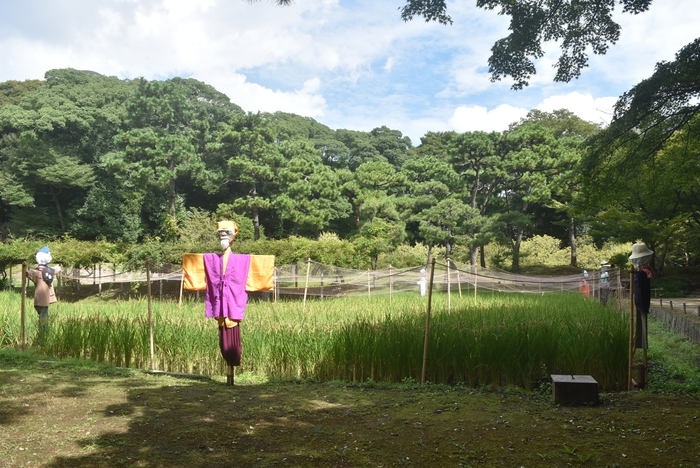 案山子と田園の風景(9月14日撮影)