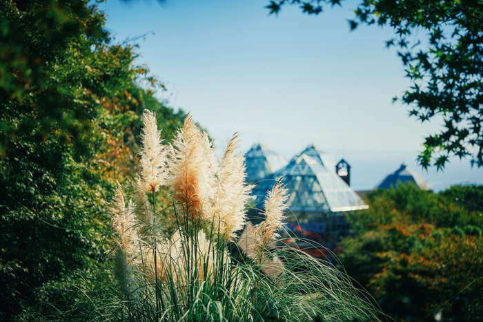 パンパスグラス_9月上旬-11月下旬