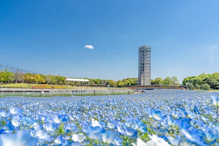 4月中旬ごろ見頃予定のネモフィラ