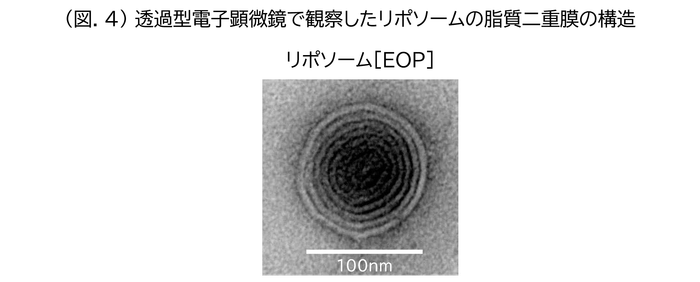 (図.4)透過型電子顕微鏡で観察したリポソームの脂質二重膜の構造