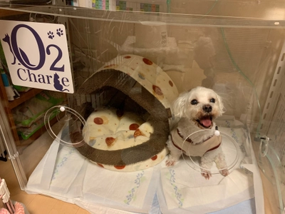 ペットの健康を酸素のチカラでサポート！ 無料体験会を実施♪