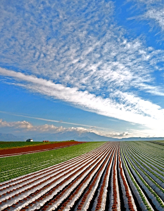【昭和村】パッチワークの丘