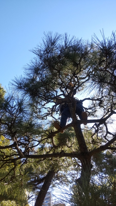 高所作業もお手の物!