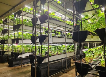 気候に左右されない“次世代わさび栽培”を小樽で実現 - 本物のわさびを味わう工場見学ツアーを11月28日開始 -