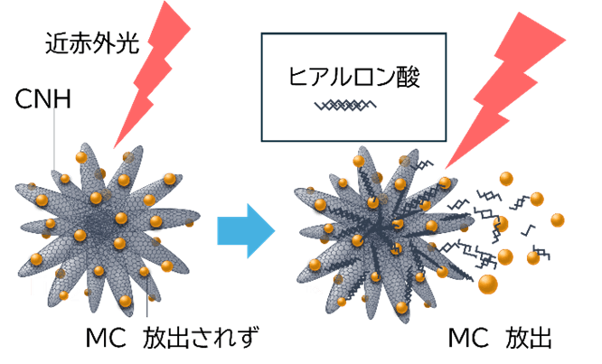 図1. MC/CNHとMC/HA/CNHの近赤外光照射時の比較。