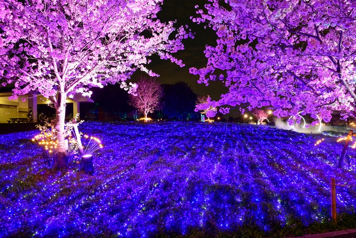 ライトアップの様子(4月4日テスト点灯時撮影)