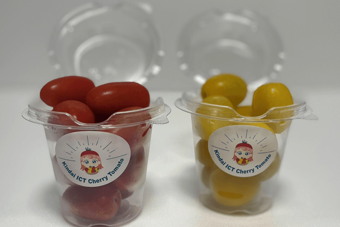 近大ICTトマト 品種:旭莉(左)、レスカ(右)