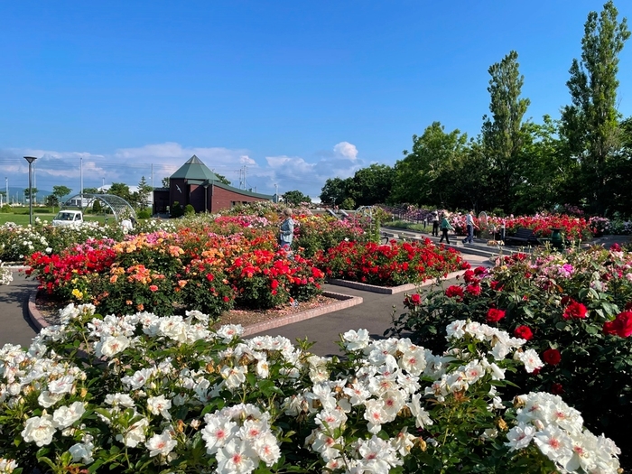 日本最北のバラ園「はぼろバラ園」
