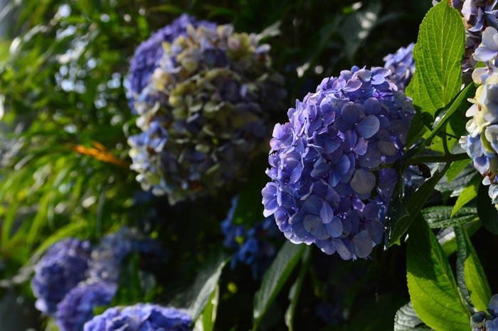 植物の生命力溢れる南伊豆の初夏