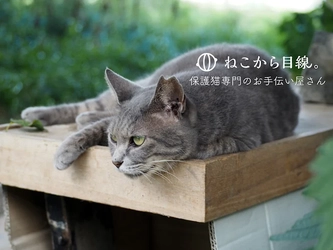 ねこから目線。が京都市の 「多頭飼育崩壊防止のための避妊・去勢手術事業」において、 事業実施の支援企業に選定されました。