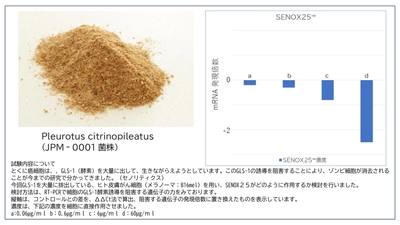 老化細胞を除去するセノリティクス新素材 「SENOX25(TM)」に関する情報を日本医療製薬が公開