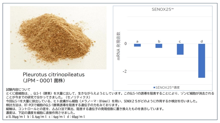 老化細胞を除去するセノリティクス新素材 「SENOX25(TM)」に関する情報を日本医療製薬が公開