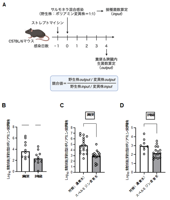 図2 サルモネラのポリアミン恒常性はマウスに対する病原性発現に寄与する (A)感染24時間前にストレプトマイシンを処理したC57BL/6マウスに、野生型およびポリアミン変異株の等量混合液を経胃接種する。感染4日後に、糞便中および脾臓内の生菌数を算出し、競合値を算出する。競合値が1より大きくなった場合は、ポリアミン変異株の競合的な定着活性が野生株と比べ、低いことを示唆する。また、競合値が減少した場合、変異株の定着活性が回復したことを示唆する。(B)糞便および脾臓内生菌数から算出した競合値。(C&D)マウス飲水に1%スペルミジンを加えた際の糞便と脾臓の競合値。*P<0.05、***P<0.001、****P<0.0001