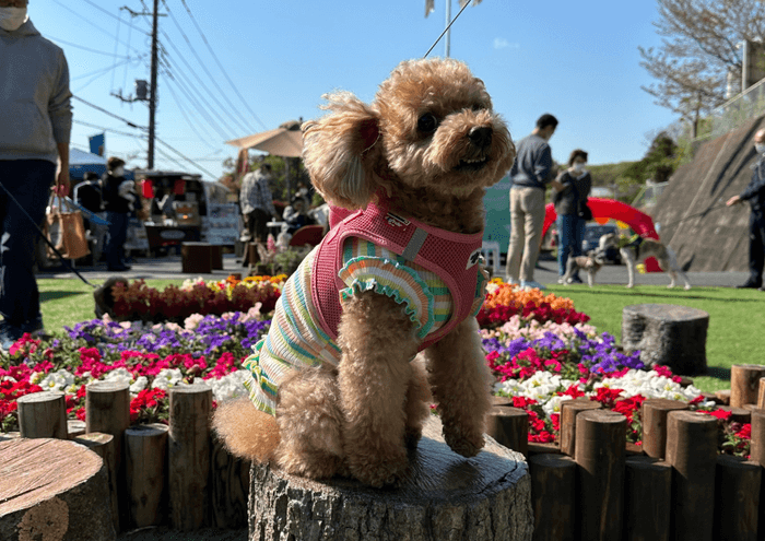ペット健康フェスタ イメージ